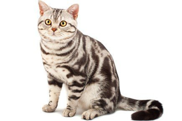 بریتیش لانگ هیر British Longhair