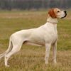 استافوردشایر بول تریر Staffordshire Bull Terrier