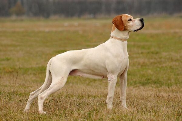 استافوردشایر بول تریر Staffordshire Bull Terrier