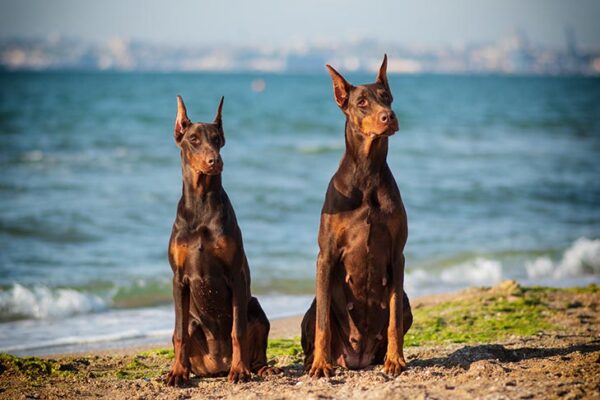 استافوردشایر بول تریر Staffordshire Bull Terrier