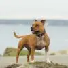 استافوردشایر بول تریر Staffordshire Bull Terrier - تصویر 2