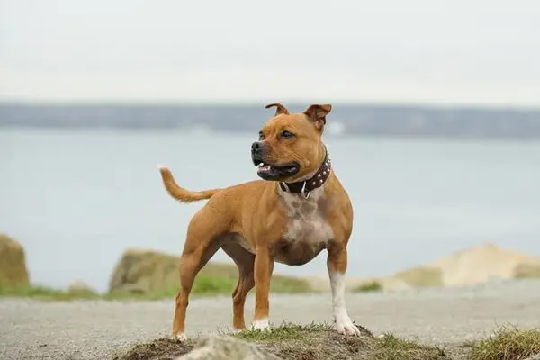 استافوردشایر بول تریر Staffordshire Bull Terrier