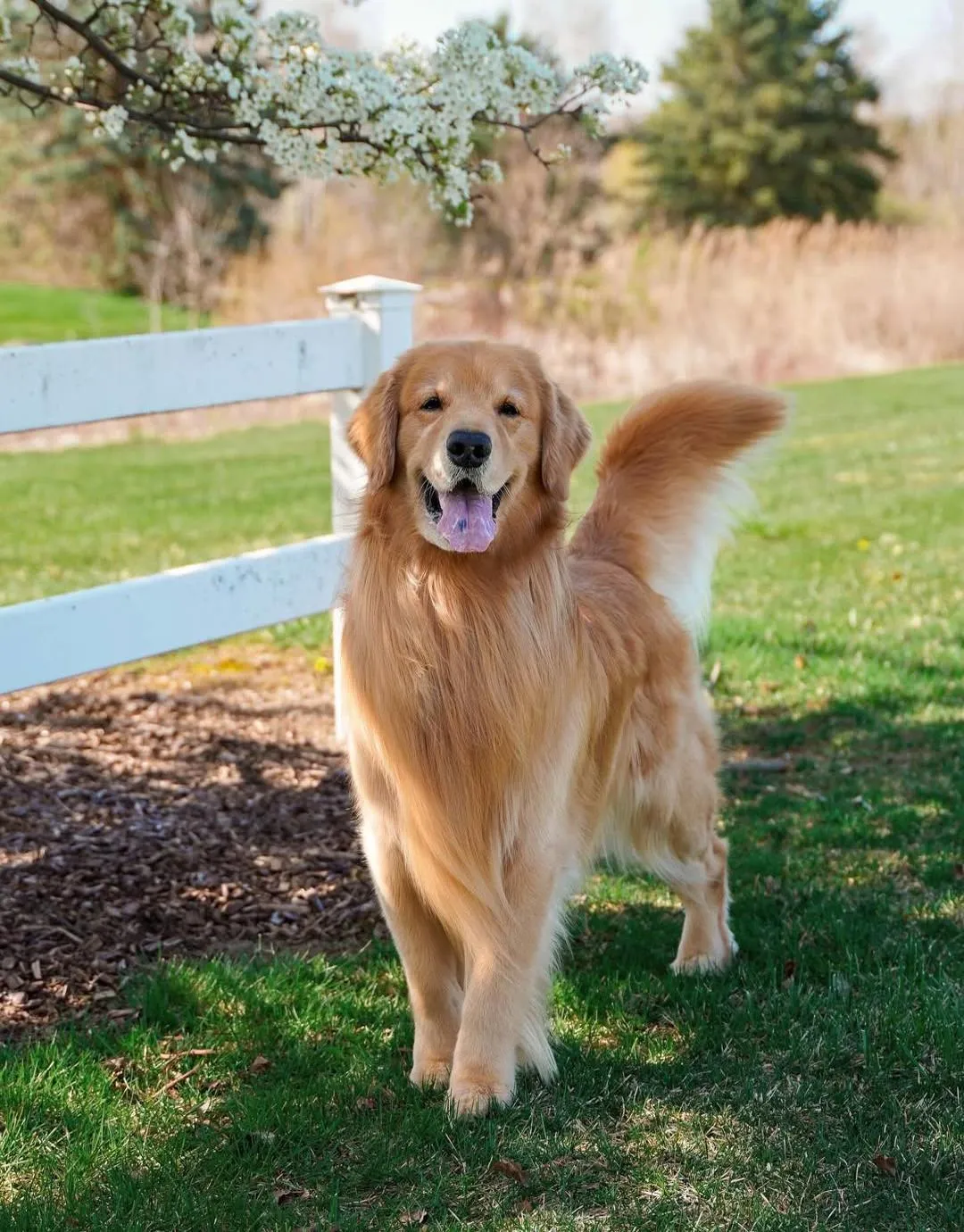 گلدن رتریور (Golden Retrieve