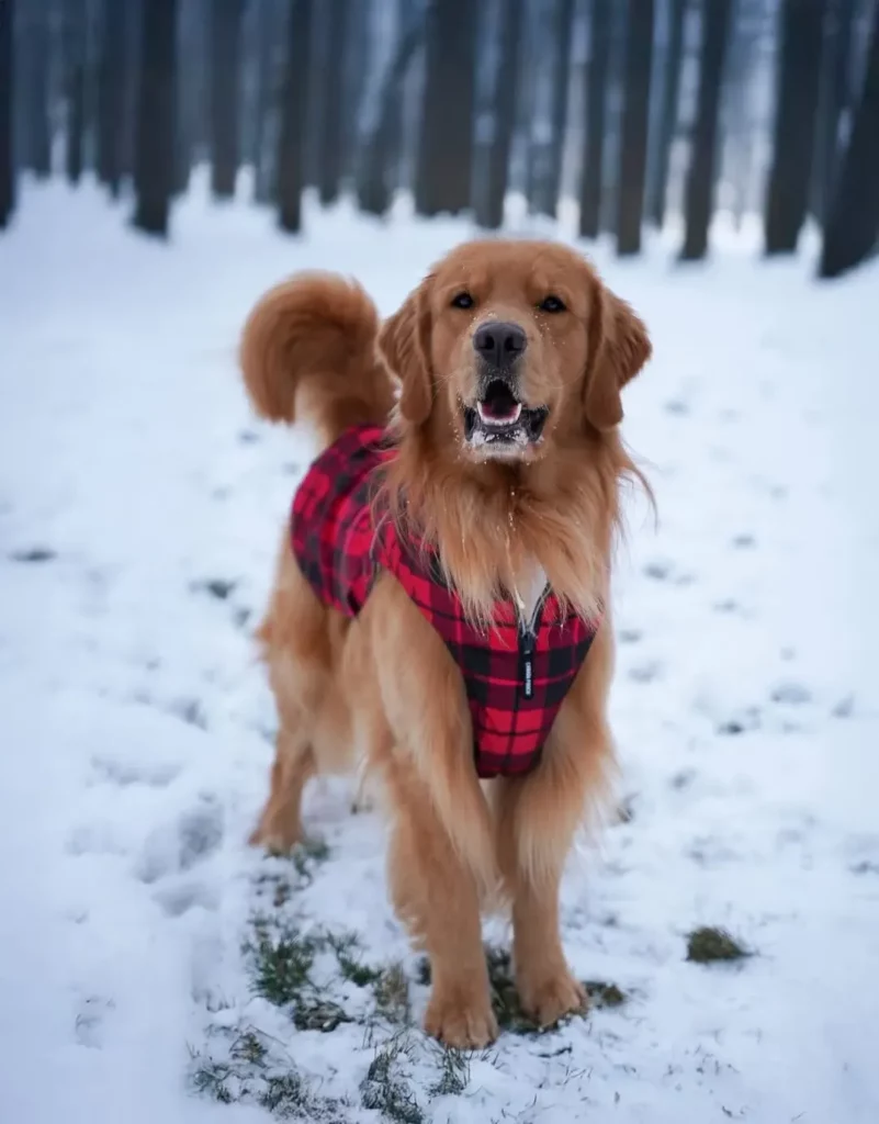 گلدن رتریور (Golden Retriever)