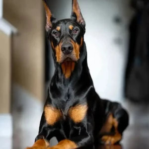 دوبرمن پینچر (Doberman Pinscher)