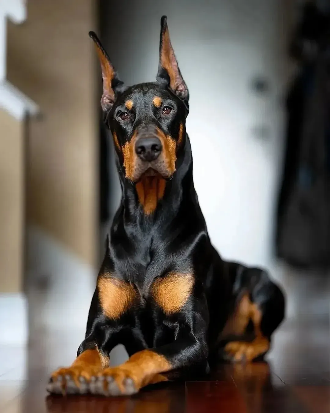 دوبرمن پینچر (Doberman Pinscher)