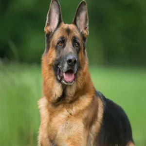 (ژرمن شپرد شولاین موکلاسیک (مو کوتاه