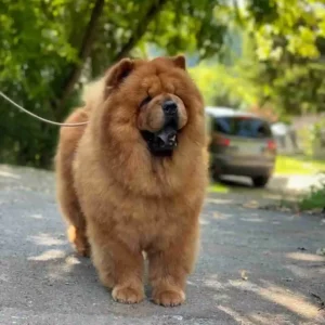 چاو چاُو (Chow Chow)