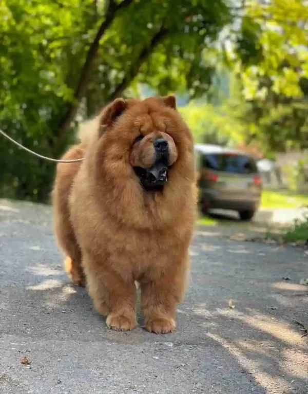 چاو چاُو (Chow Chow)