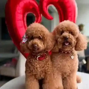 پودل مینیاتور