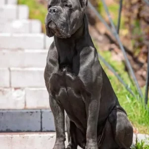 کین کورسو (Cane Corso)