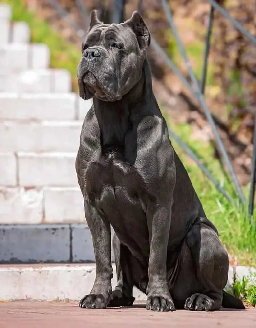 کین کورسو (Cane Corso)