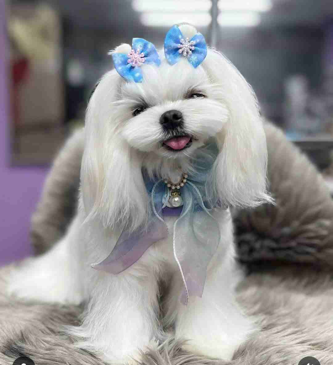 سگ مالتیز (Maltese)