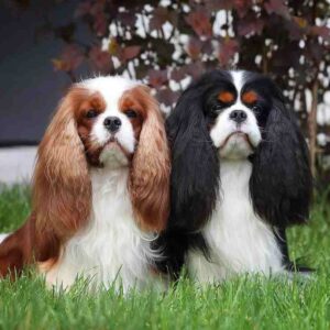 کوالیر کینگ چارلز اسپانیل