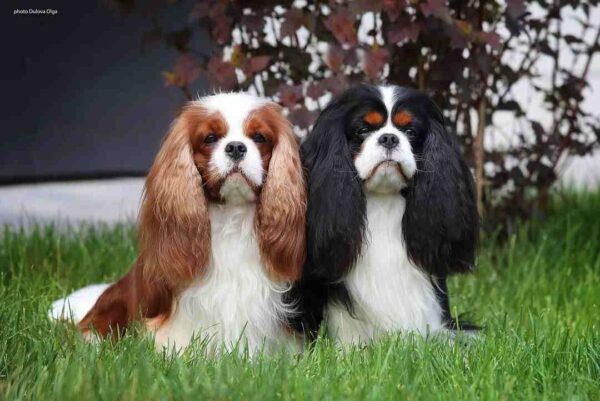 کوالیر کینگ چارلز اسپانیل