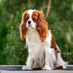 کوالیر کینگ چارلز اسپانیل