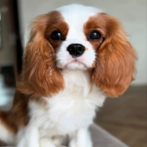 کوالیر کینگ چارلز اسپانیل