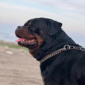 سگ روتوایلر