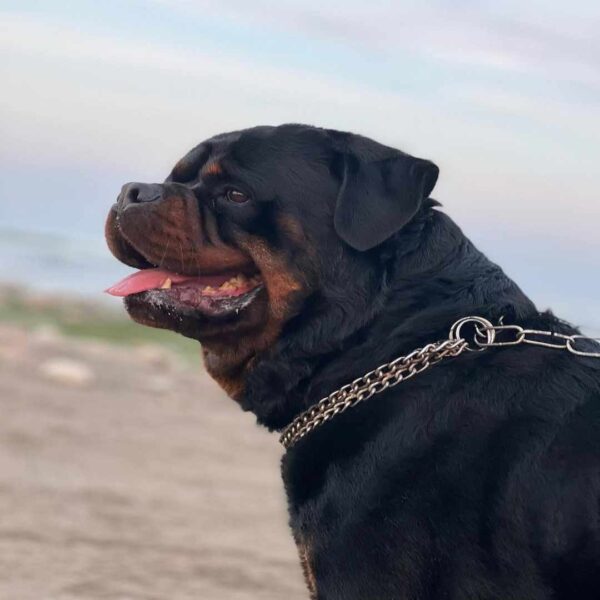 سگ روتوایلر