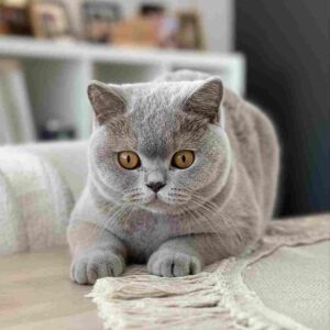 گربه بریتیش شورت‌ هیر