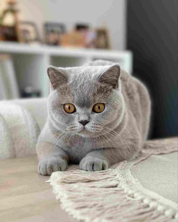 گربه بریتیش شورت‌ هیر