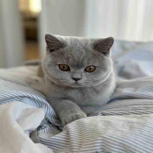 گربه بریتیش شورت‌ هیر