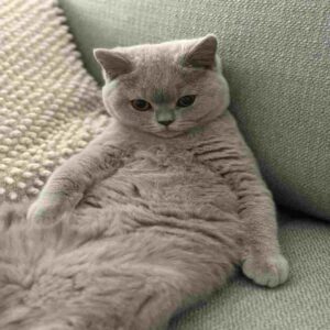 گربه بریتیش شورت‌ هیر