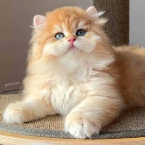 گربه بریتیش لانگهیر