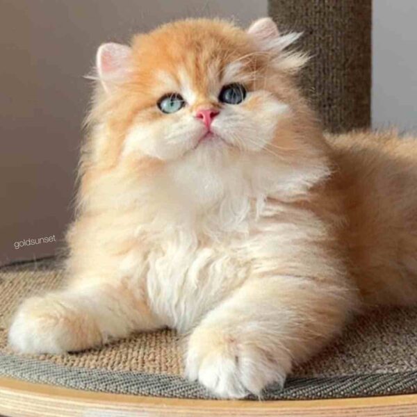 گربه بریتیش لانگهیر