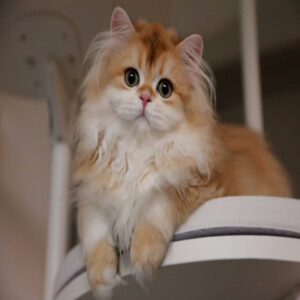 گربه بریتیش لانگهیر