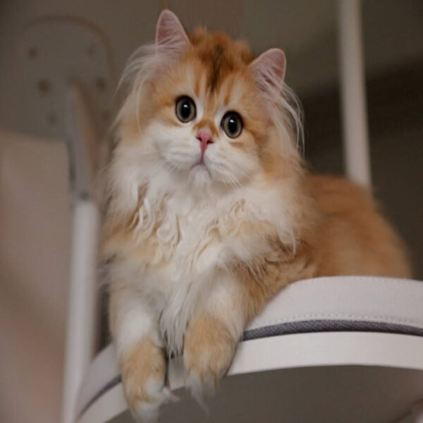 گربه بریتیش لانگهیر