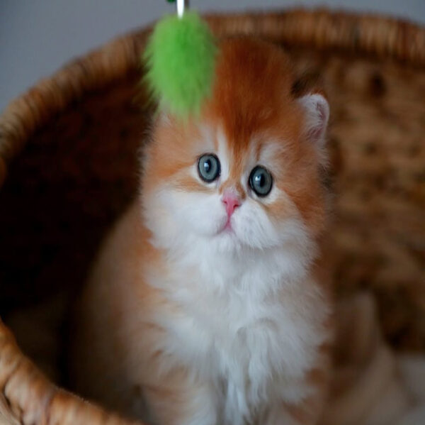 گربه بریتیش لانگهیر