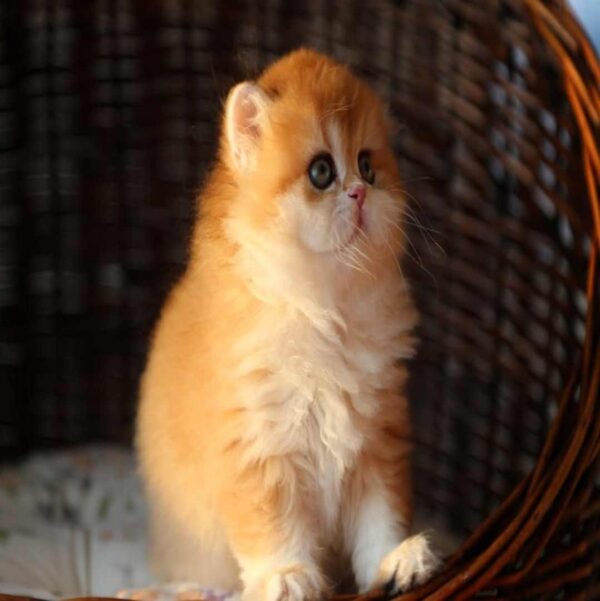 گربه بریتیش لانگهیر