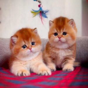 گربه بریتیش لانگهیر