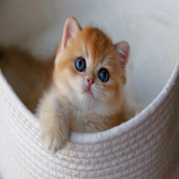 گربه بریتیش شورت‌ هیر