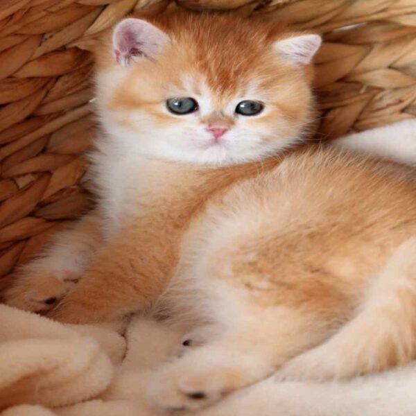 گربه بریتیش شورت‌ هیر