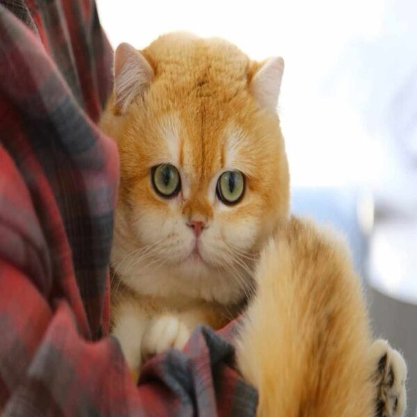 گربه بریتیش شورت‌ هیر