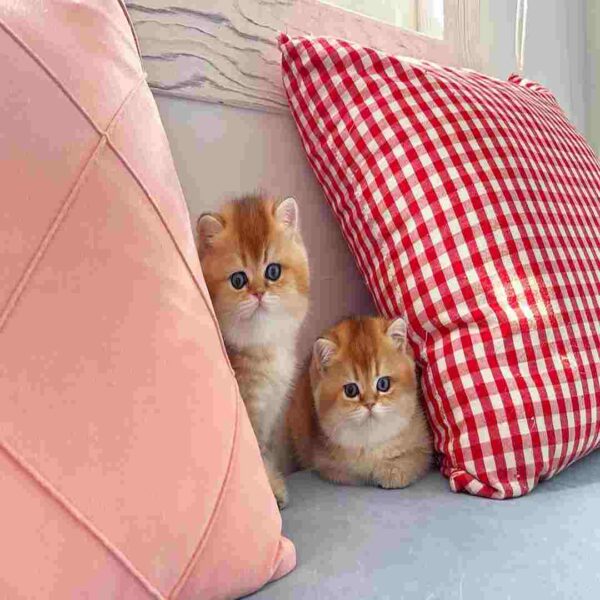 گربه بریتیش شورت‌ هیر