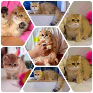 گربه بریتیش شورت‌ هیر