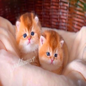 گربه بریتیش شورت‌ هیر