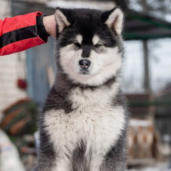 هاسکی سیبرین