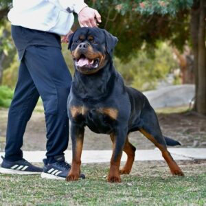 سگ روتوایلر