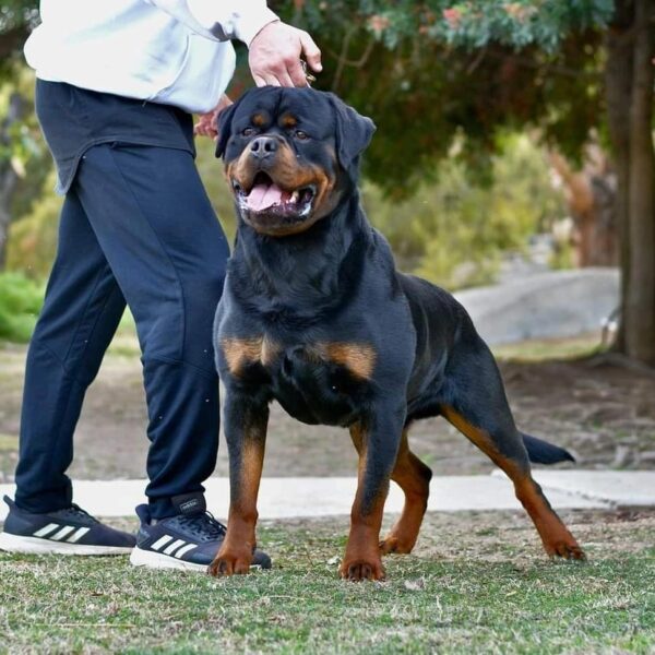 سگ روتوایلر