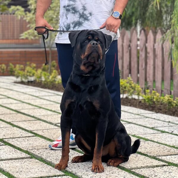 سگ روتوایلر