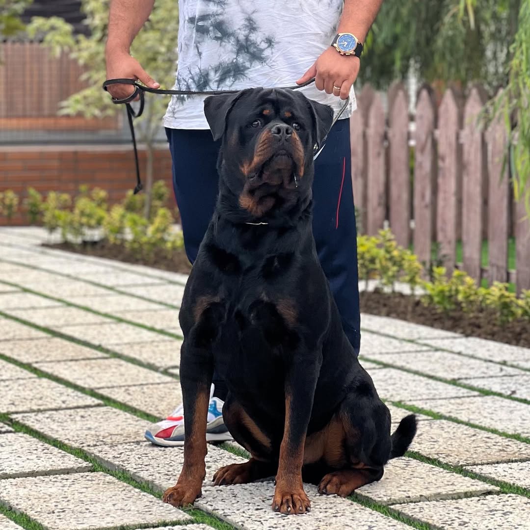 سگ روتوایلر