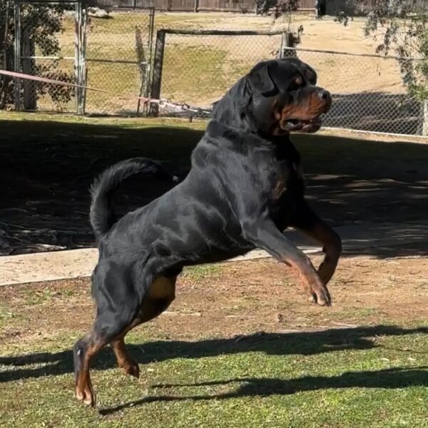 سگ روتوایلر