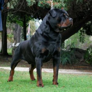 سگ روتوایلر