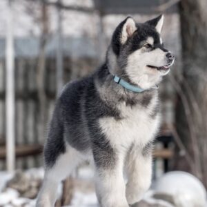 هاسکی سیبرین