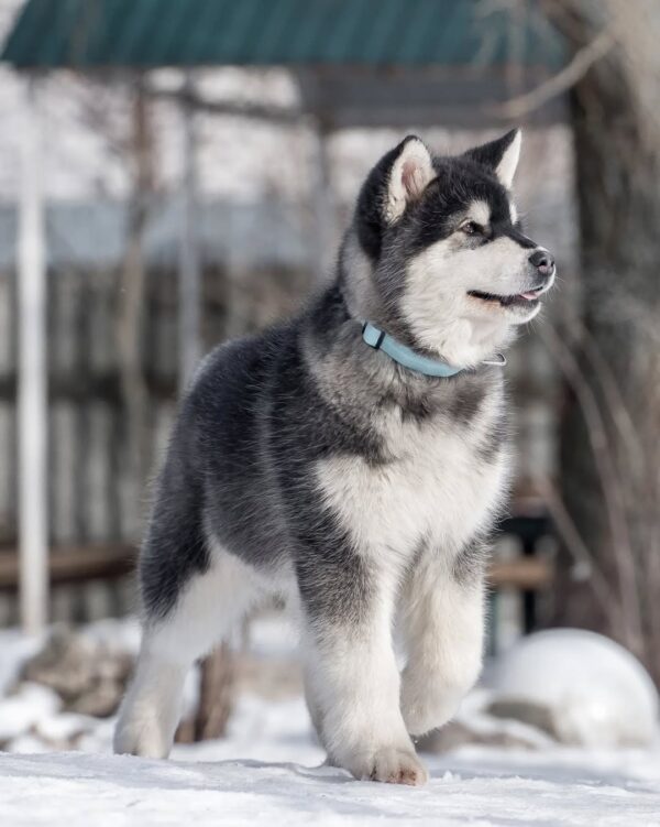 هاسکی سیبرین