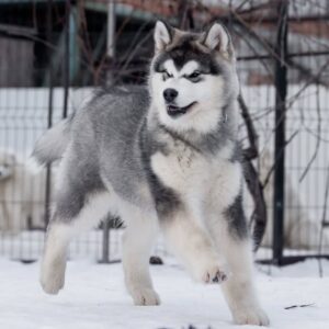 هاسکی سیبرین